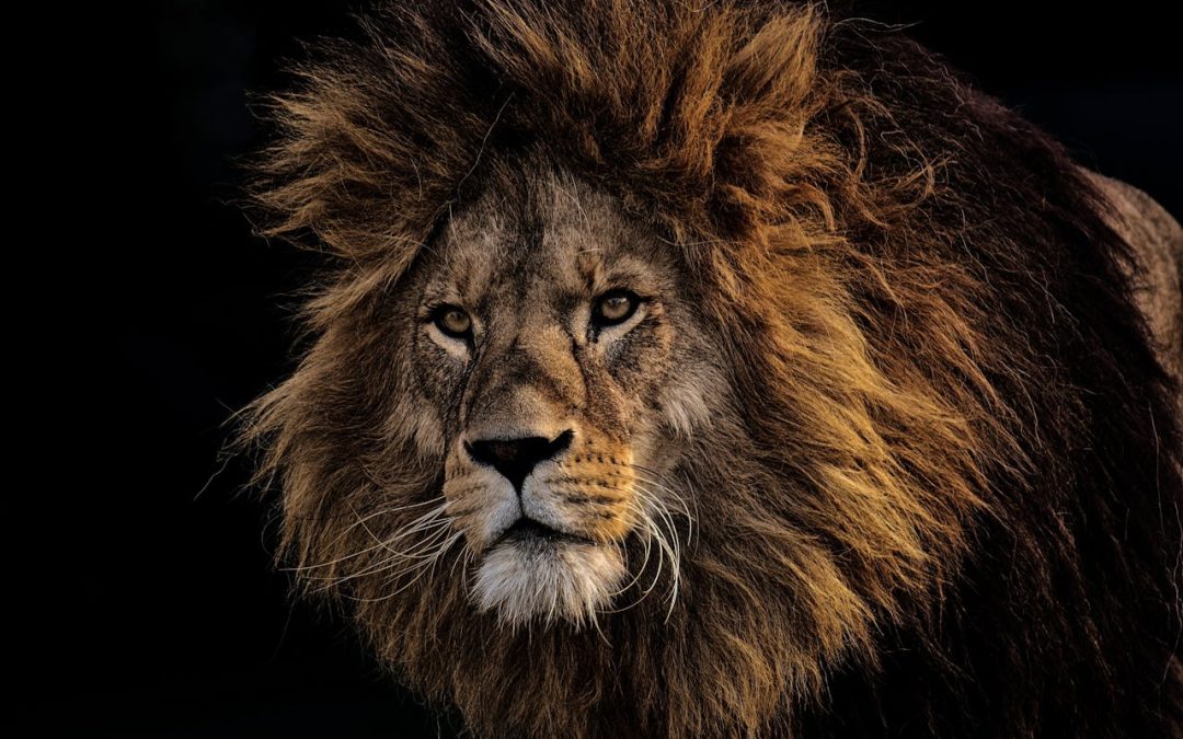 ReWilding the world