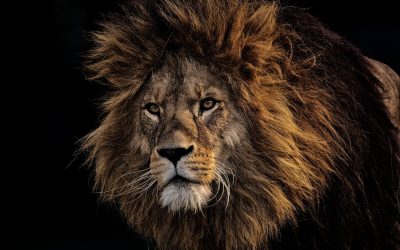 ReWilding the world